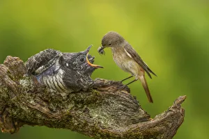 Images Dated 2015: Print of a Redstart and Cuckoo by AWL
