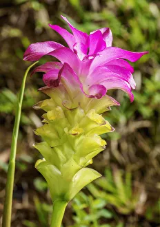 Curcuma Flower (Curcuma alismatifolia), Sierra Maestra, Granma Province, Cuba Curcuma Flower (Curcuma alismatifolia), Sierra Maestra, Granma Province, Cuba