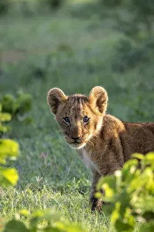 Curious Lion cub, Okavango Delta, Botswana Curious Lion cub, Okavango Delta, Botswana