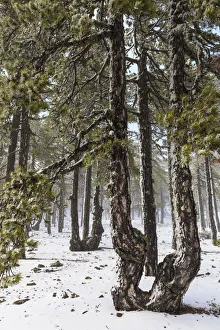 Cyprus, Troodos National Park with snow Cyprus, Troodos National Park with snow