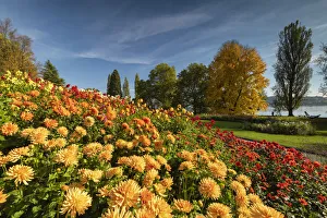 Dahlias in Autumn, Mainau Island, Lake Constance, Germany Dahlias in Autumn, Mainau Island, Lake Constance, Germany