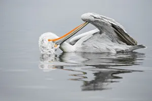 Dalmatian Pelican (Pelecanus crispus) preening, Lake Kerkini, Greece Dalmatian Pelican (Pelecanus crispus) preening, Lake Kerkini, Greece
