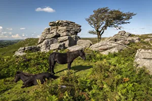 Dartmoor Ponies resting beside a moorland granite tor, Dartmoor National Park, Devon Dartmoor Ponies resting beside a moorland granite tor, Dartmoor National Park, Devon