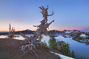 Dead Tree Print at Crater Lake, Oregon