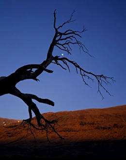 Scottish Wilderness Photography Prints: Dead tree in Glen Etive