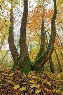 Deciduous Forest Print - Maple Tree in Autumn