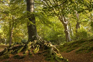 Deciduous woodland on a sunny autumn afternoon, New Forest National Park, Hampshire Deciduous woodland on a sunny autumn afternoon, New Forest National Park, Hampshire