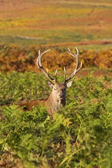 Deer, Bradgate Park, Leicestershire, England Deer, Bradgate Park, Leicestershire, England
