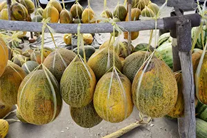 The delicious uzbek melons were already praised by the medieval traveler Ibn Battuta The delicious uzbek melons were already praised by the medieval traveler Ibn Battuta