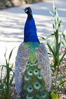 Denmark, Funen, Egeskov, castle gardens, peacock Denmark, Funen, Egeskov, castle gardens, peacock