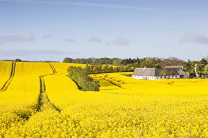 Denmark, Mon, Magleby, farm and rapeseed field, springtime, dawn Denmark, Mon, Magleby, farm and rapeseed field, springtime, dawn