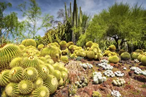 Desert Garden, Huntington Botanical Gardens, San Marino, California, USA Desert Garden, Huntington Botanical Gardens, San Marino, California, USA