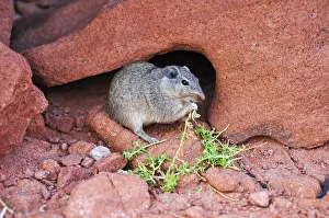 Desert rat feeding, Twyfelfontein, UNESCO World Heritage Site, Damaraland, Namibia Desert rat feeding, Twyfelfontein, UNESCO World Heritage Site, Damaraland, Namibia