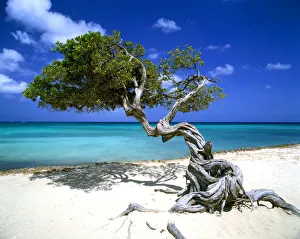 Divi Divi Tree, Aruba, Lesser Antilles, Caribbean Divi Divi Tree, Aruba, Lesser Antilles, Caribbean
