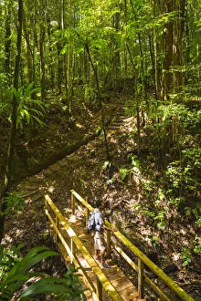 Dominica, Laudat. Respected Dominican Guide, Jenner Robinson, on the trail to Middleham Dominica, Laudat. Respected Dominican Guide, Jenner Robinson, on the trail to Middleham