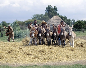 Donkeys Trample Corn Print, Ziway to Butajira