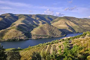 The Douro river and the terraced vineyards near Folgosa do Douro, Alto Douro The Douro river and the terraced vineyards near Folgosa do Douro, Alto Douro