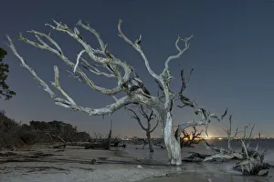 Driftwood Beach, Jekyll Island, Georgia USA Driftwood Beach, Jekyll Island, Georgia USA