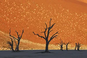 Dead Vlei Dune Print - Namibia, Namib Naukluft National Park