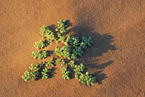 Sossus Vlei Dune Landscape Print