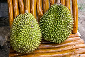 Durian or Durio kutejensis fruit, Rantepao, Tana Toraja, Sulawesi, Indonesia Durian or Durio kutejensis fruit, Rantepao, Tana Toraja, Sulawesi, Indonesia
