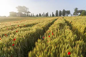 Early morning mist and field of poppies and old abandoned farmhouse, Tuscany, Italy Early morning mist and field of poppies and old abandoned farmhouse, Tuscany, Italy
