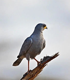 Images Dated 2011 September: An Eastern Chanting-Goshawk Print