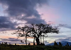 El Lechero Sacred Tree at sunset, Pucara de Rey Loma, Otavalo, Imbabura Province, Ecuador El Lechero Sacred Tree at sunset, Pucara de Rey Loma, Otavalo, Imbabura Province, Ecuador