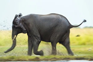 Elephant, Chobe Nat Pk, Botswana, Africa Elephant, Chobe Nat Pk, Botswana, Africa