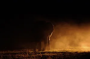 Elephant with dust and spotlight, Ol Pejeta, Kenya Elephant with dust and spotlight, Ol Pejeta, Kenya