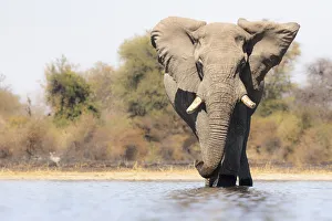 Elephant, Moremi Game Reserve, Okavango Delta, Botswana Elephant, Moremi Game Reserve, Okavango Delta, Botswana