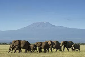Kilimanjaro National Park Collection: Elephants and Mount Kilimanjaro, Amboseli, Kenya