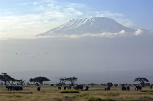 Elephants in front of Mount Kilimanjaro, Kenya Elephants in front of Mount Kilimanjaro, Kenya