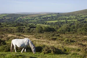 England Landscape Photography Prints: England, Devon, Dartmoor, Ponies
