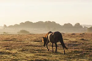 England, Hampshire, New Forest, Horse Grazing England, Hampshire, New Forest, Horse Grazing