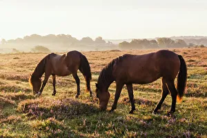 England, Hampshire, New Forest, Horses Grazing England, Hampshire, New Forest, Horses Grazing