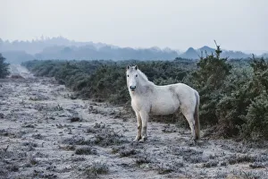 England, Hampshire, The New Forest, Pony England, Hampshire, The New Forest, Pony