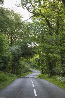 England, Hampshire, New Forest, Empty Road and Trees England, Hampshire, New Forest, Empty Road and Trees