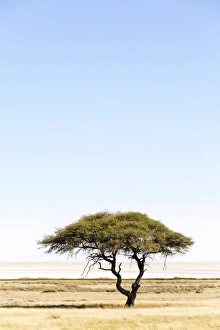 Etosha Pan, Namibia, Africa. Lonely tree Etosha Pan, Namibia, Africa. Lonely tree
