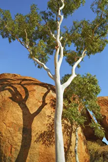 Devils Marbles Eucalyptus Tree Print