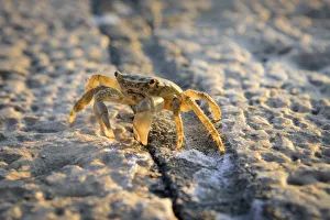 Europe, Balkan, Croatia, Istria, Rovinj, Crab Europe, Balkan, Croatia, Istria, Rovinj, Crab