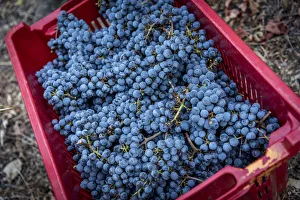 Europe, Italy, Cinque Terre. Harvested red grapes Europe, Italy, Cinque Terre. Harvested red grapes