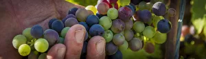 Europe, Italy, Liguria. Grapes in the Lunigiana Europe, Italy, Liguria. Grapes in the Lunigiana