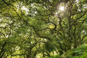 Evening sunlight shining through a verdant deciduous woodland, Dartmoor National Park Evening sunlight shining through a verdant deciduous woodland, Dartmoor National Park