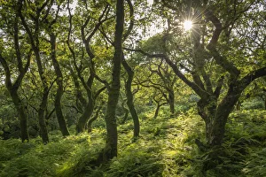 Evening sunlight in a verdant deciduous woodland, Dartmoor National Park, Devon, England Evening sunlight in a verdant deciduous woodland, Dartmoor National Park, Devon, England