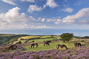 Exmoor Ponies grazing on heather covered moorland on Porlock Common, Exmoor, Somerset Exmoor Ponies grazing on heather covered moorland on Porlock Common, Exmoor, Somerset
