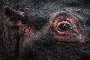 the eye of the hippopotamus (Hippopotamus amphibius), Maasai mara national reserve, kenya the eye of the hippopotamus (Hippopotamus amphibius), Maasai mara national reserve, kenya