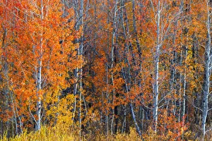 Fall colurs at Oxbow bend, Grand Teton National Park, Wyoming, USA Fall colurs at Oxbow bend, Grand Teton National Park, Wyoming, USA