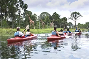 Families Kayaking on River, Giraffes, Expedition Africa Kayaking Tour, Brevard Zoo Families Kayaking on River, Giraffes, Expedition Africa Kayaking Tour, Brevard Zoo