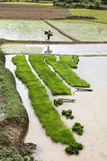 A farmer carries baskets of rice plants ready to plant, Luang Prabang Province, Laos A farmer carries baskets of rice plants ready to plant, Luang Prabang Province, Laos